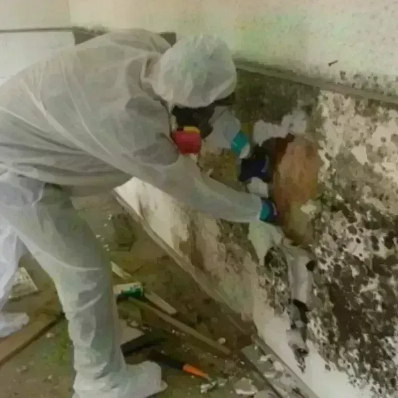 Mold Remediation and Removal in Willis, TX